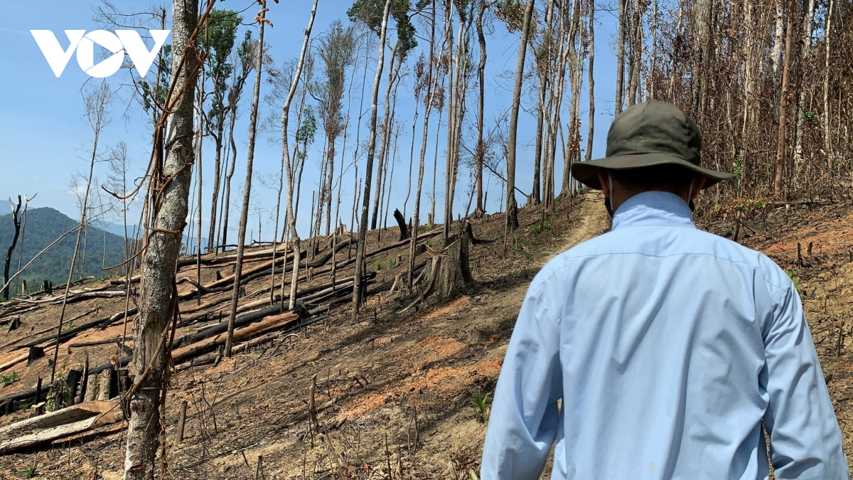 Nhiều chủ rừng tại Đắk Lắk mất khả năng bảo vệ rừng
