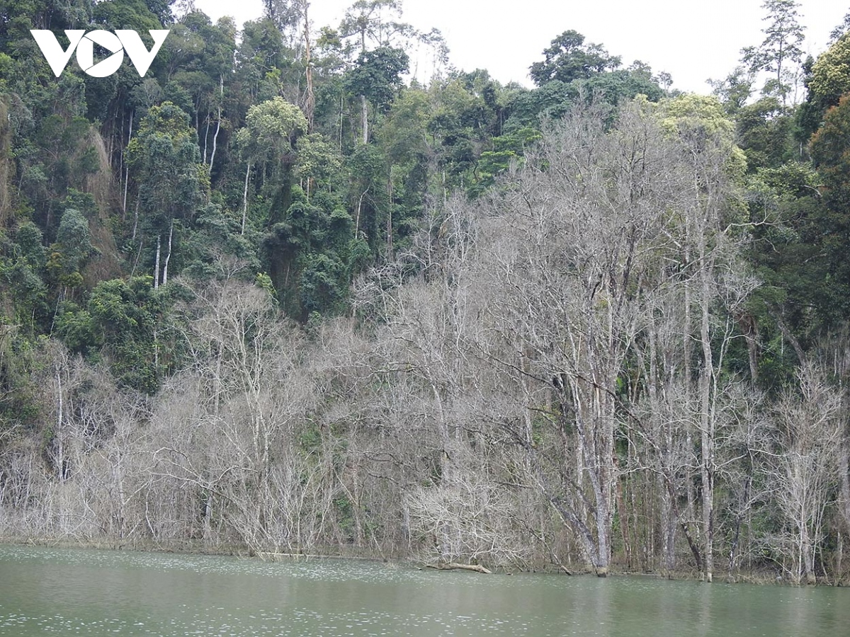 Xác định được đơn vị khiến hơn 25 ha rừng ở thuỷ điện thượng Kon Tum chết úng