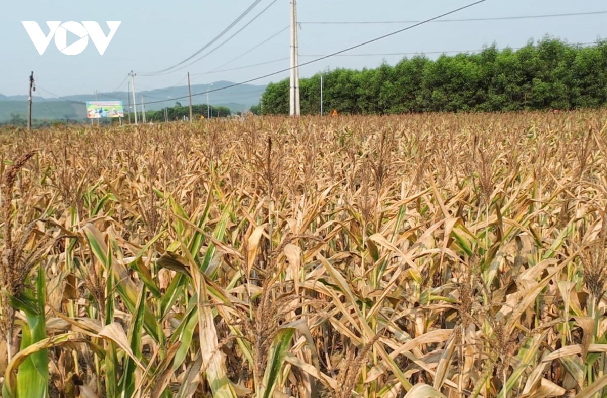 Hàng chục héc ta ngô sắp thu hoạch ở Quảng Bình bị chết do nắng nóng