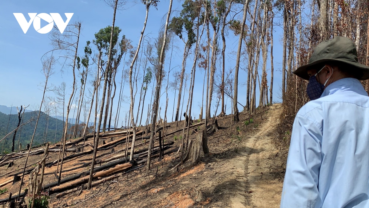 Nhiều địa bàn tại Đắk Lắk có nguy cơ xoá sổ rừng