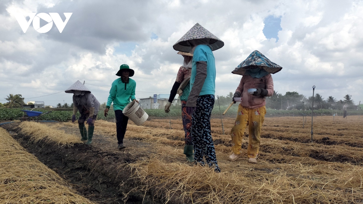 Thoát hạn mặn, nông dân Tiền Giang khẩn trương xuống giống vụ Hè Thu