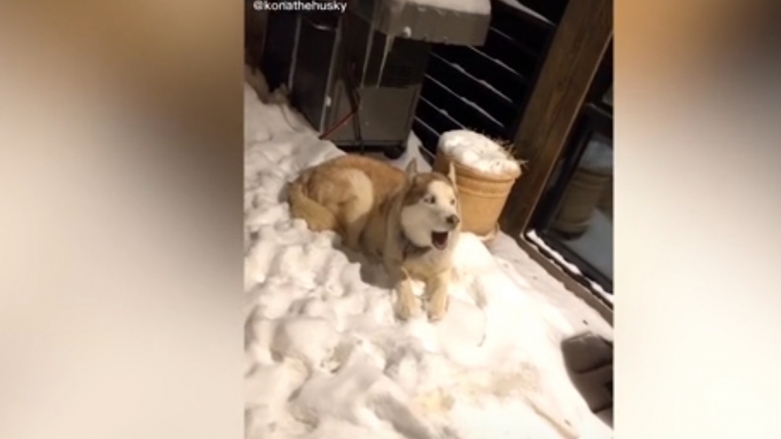 Video: Chú chó Husky giận dỗi khi được chủ nhân nhắc đã đến giờ đi ngủ