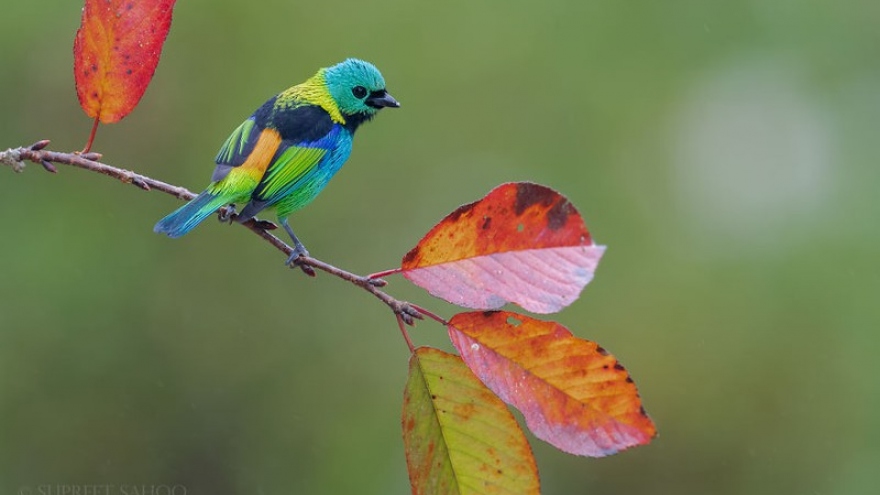 Vẻ đẹp diệu kỳ của những loài chim sặc sỡ trong các khu rừng ở Nam Mỹ