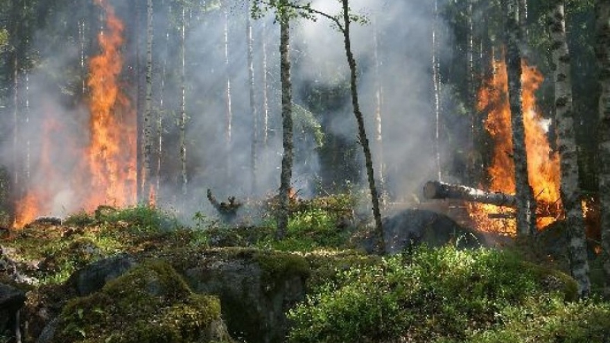 Ba Lan đối mặt vụ cháy rừng lớn nhất trong vòng 100 năm