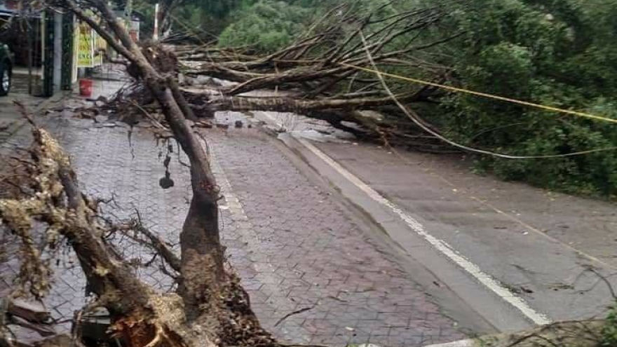 Nhiều cây cối, cột điện, nhà dân bị ảnh hưởng sau mưa dông ở Lào Cai