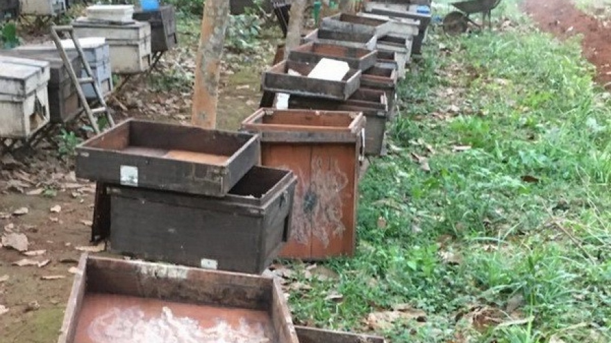 Điều tra vụ 315 thùng nuôi ong của 1 hộ nông dân nghi bị đầu độc 