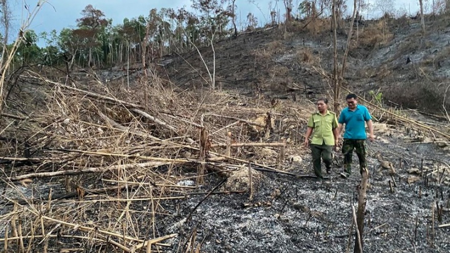 Đắk Lắk truy tìm đối tượng phá hơn 3,5 ha rừng