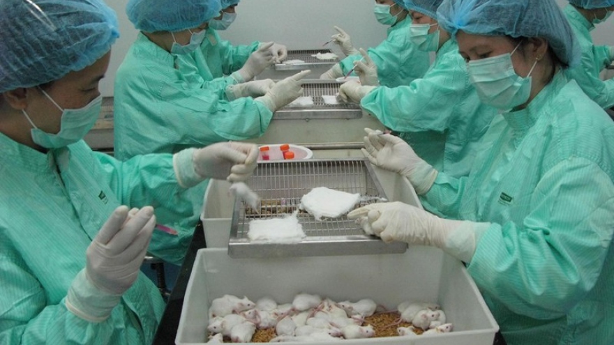 Chuột thí nghiệm khỏe mạnh sau 10 ngày tiêm vaccine ngừa Covid-19