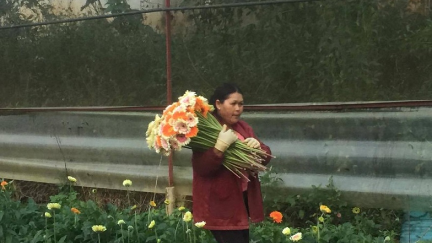 Hàng tỷ cành hoa của Lâm Đồng không tiêu thụ được vì dịch Covid-19