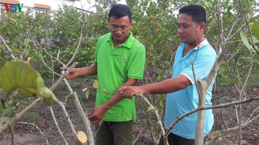 Nắng hạn kéo dài, cây ăn quả ở Cà Mau thiệt hại