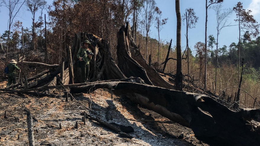 Ảnh: Xót xa rừng giáp ranh ở Tây Nguyên bị đốt phá tan hoang