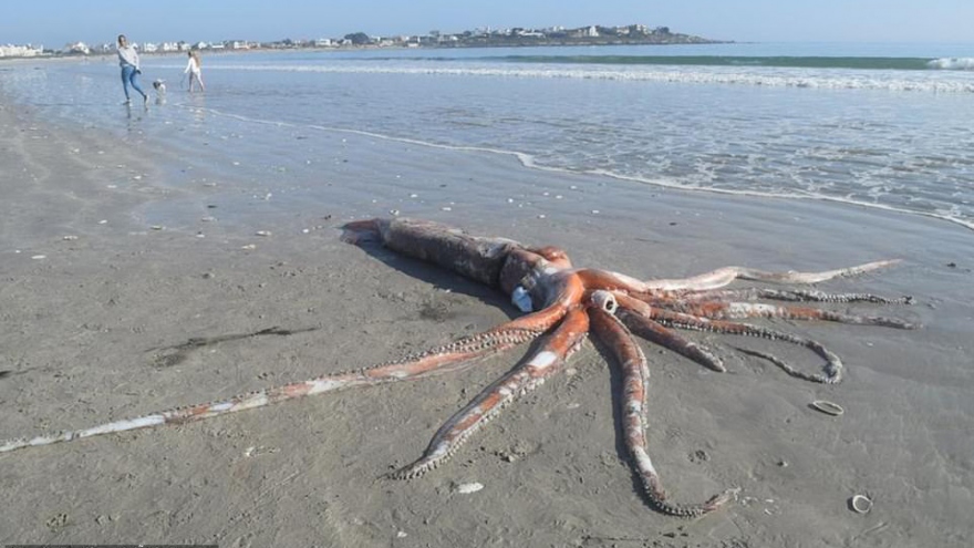 Video: Con mực khổng lồ dài hơn 4 mét dạt vào bãi biển Nam Phi