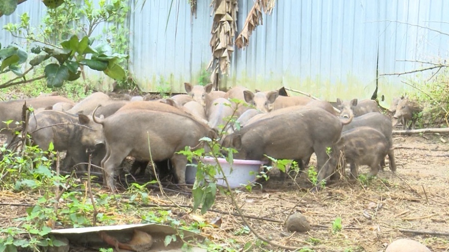 Thiếu nguồn cung, giá thịt lợn rừng ở Hậu Giang tăng gần gấp đôi