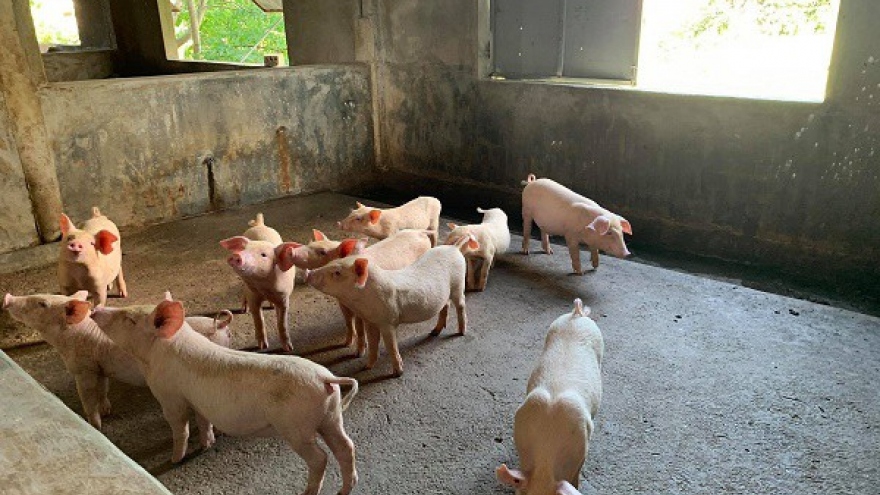 Giá lợn hơi lập đỉnh, doanh nghiệp chăn nuôi lãi “khủng”