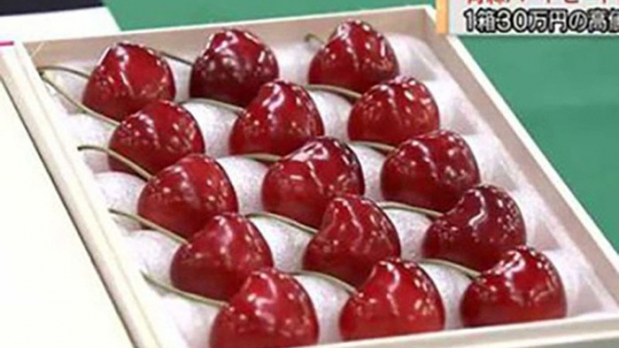 Cherry Nhật giá siêu đắt hơn 4 triệu đồng/quả có gì đặc biệt?