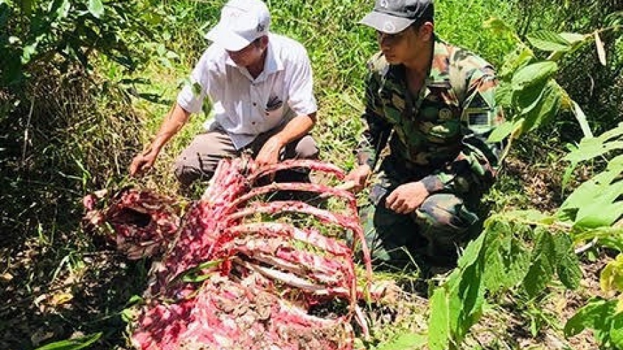 Một cá thể nghi bò tót bị săn trộm ở Vườn Quốc gia Cát Tiên