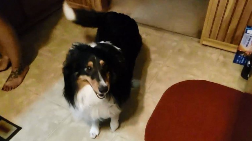 Video: Chú chó “nhảy lên vui sướng” khi thấy chủ nhân về nhà