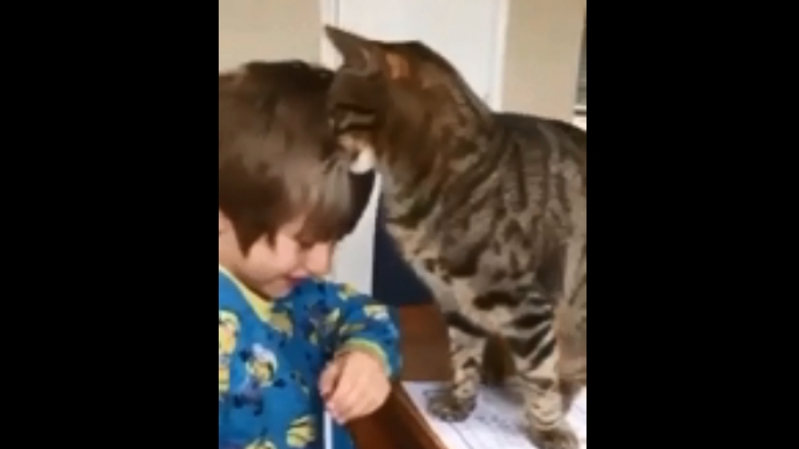 Video: Đáng yêu chú mèo làm phiền cậu chủ học bài để có bạn chơi cùng