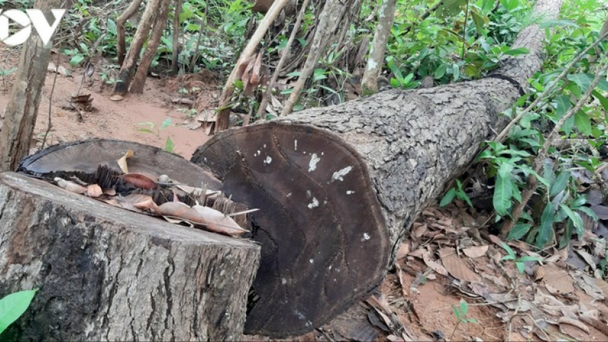 Phát hiện rừng ở biên giới huyện Chư Prông, Gia Lai vẫn bị tàn phá