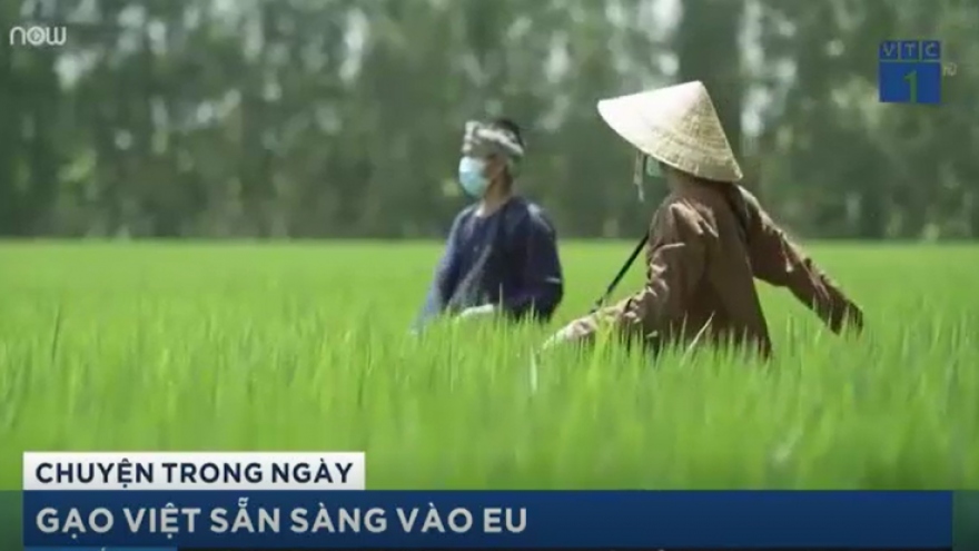 Gạo Việt sẵn sàng tiến bước vào EU
