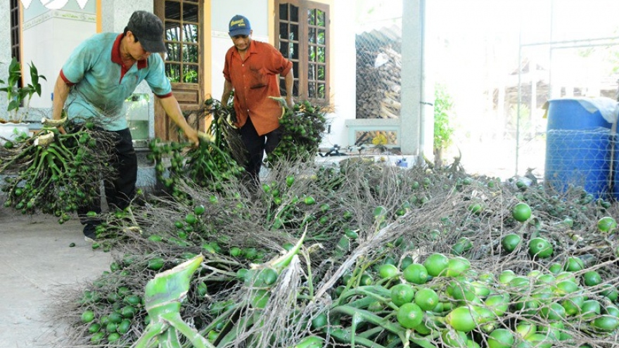 Cau tăng giá, nông dân vui mừng