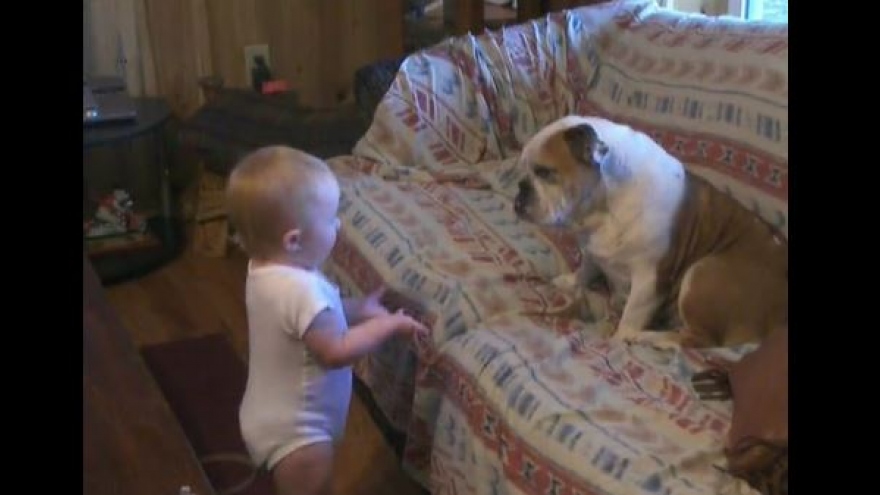 Video: Bật cười trước “cuộc cãi vã” om sòm giữa em bé và chú chó Bull