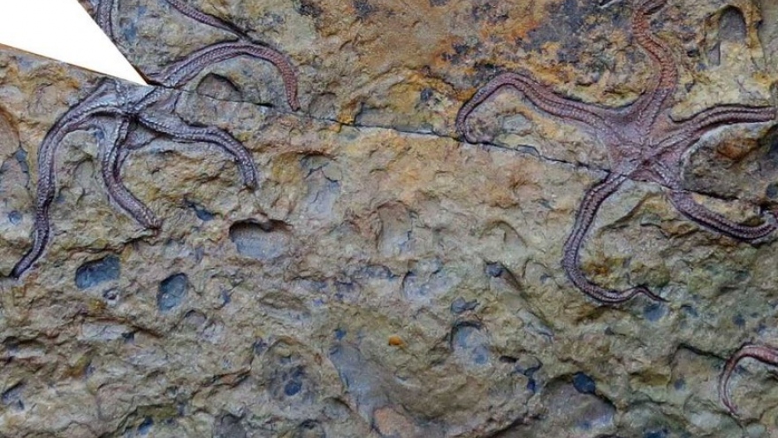 Trung Quốc phát hiện sinh vật biển cổ đại cách đây 385 triệu năm