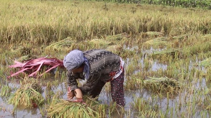 Hơn 2.300ha lúa ở Hậu Giang bị thiệt hại do mưa lớn và dông lốc