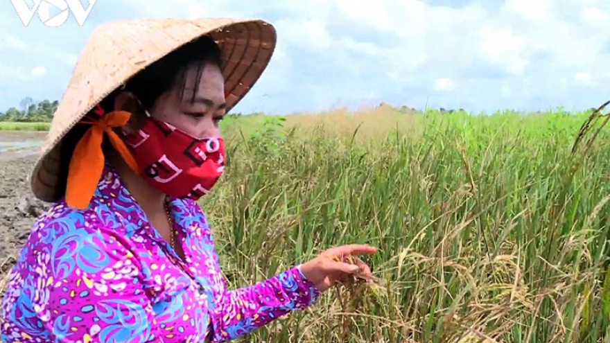 Nông dân Trà Vinh “hụt” thu vì lỡ nhận đặt cọc trước vụ lúa Hè thu