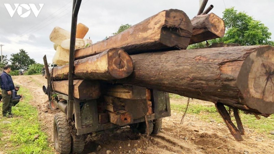 66 cây gỗ rừng phòng hộ bị chặt phá ở Gia Lai