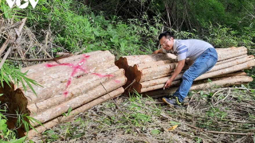 UBND tỉnh Gia Lai yêu cầu điều tra vụ phá rừng ở biên giới Chư Prông