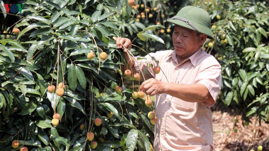 Việt Nam - Trung Quốc tháo gỡ khó khăn tiêu thụ nông sản do dịch Covid-19