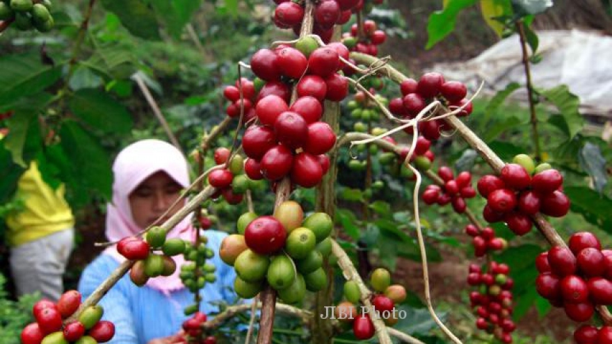 Indonesia quyết tâm vượt Việt Nam về sản lượng cà phê