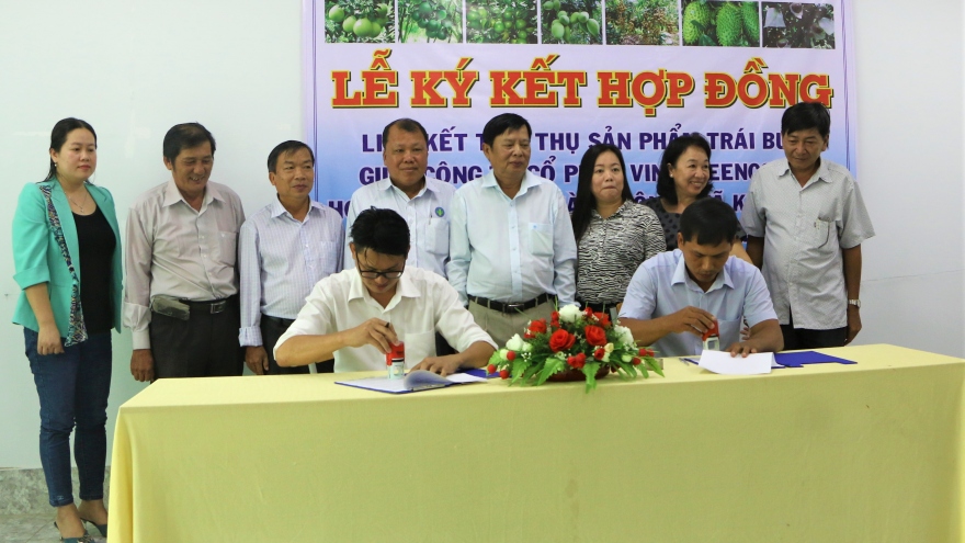 Doanh nghiệp ký hợp đồng liên kết tiêu thụ 100-200 tấn bưởi/tháng cho nông dân Sóc Trăng
