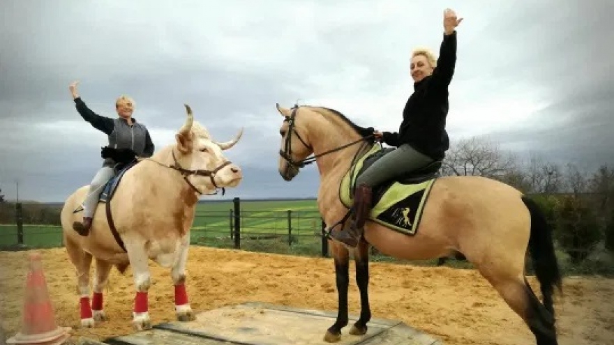 Video: Chú bò thông minh yêu thích làm ngựa, có thể nhảy cao như ngựa