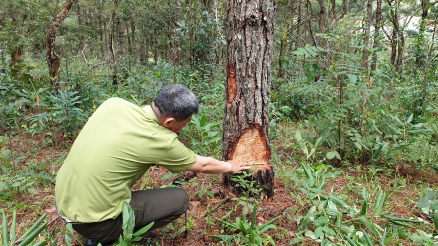 Lâm Đồng điều tra vụ phá rừng phòng hộ gần trạm kiểm lâm