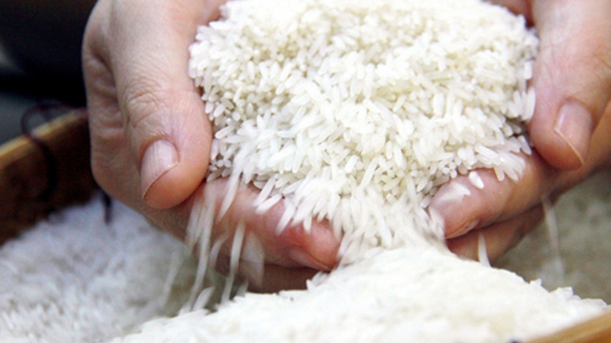 Sẽ xuất lô gạo ngon nhất sang châu Âu với giá cao vào tuần tới