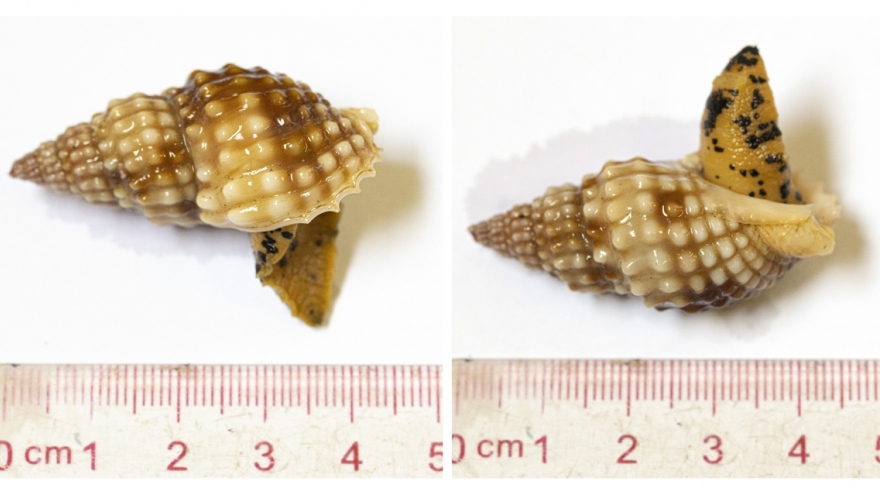 Kết quả xét nghiệm ốc biển trong vụ ngộ độc gây tử vong tại Khánh Hoà 