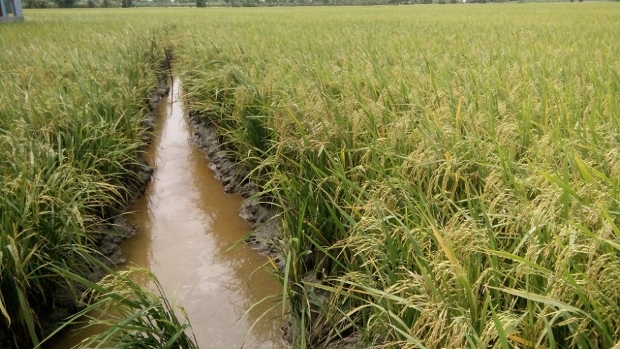 Sau hạn mặn, nông dân Tiền Giang được mùa, được giá vụ lúa Hè thu