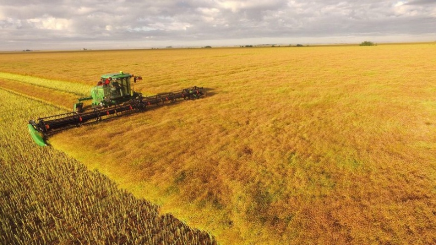 Trung Quốc ngừng nhập lúa mạch từ nhà xuất khẩu ngũ cốc lớn nhất Australia