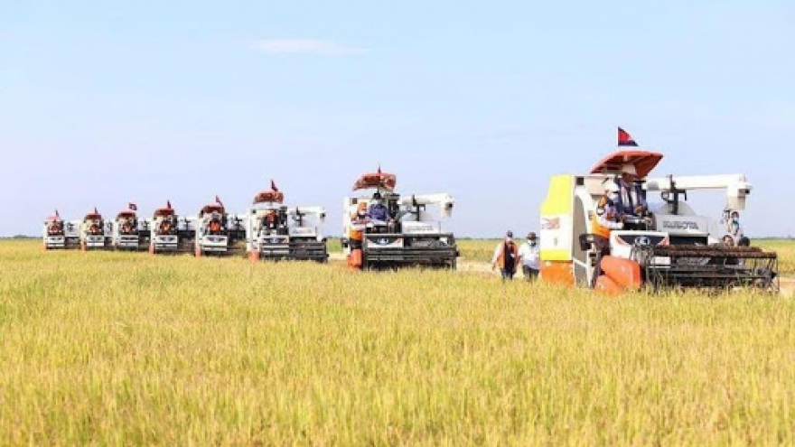 Năm 2020, diện tích canh tác lúa của Campuchia sẽ tăng hơn 99 %