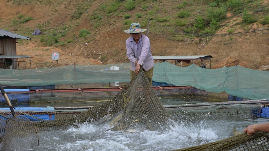 Thay đổi tư duy sản xuất nông nghiệp qua Chương trình OCOP