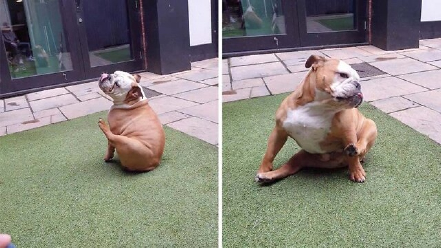 Cười lăn lộn khoảnh khắc chú chó không thể đưa chân lên mặt do quá béo