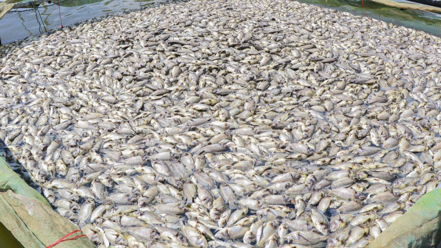 Xác định nguyên nhân ban đầu 80 tấn cá lồng chết bất thường trên hồ Hồng Khếnh, Điện Biên