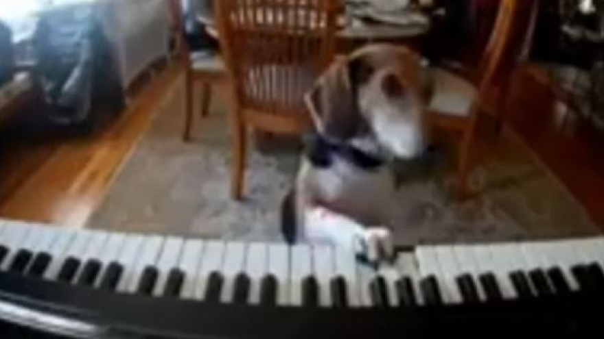 Video: Đáng yêu chú chó say sưa đàn hát khi chủ vắng nhà