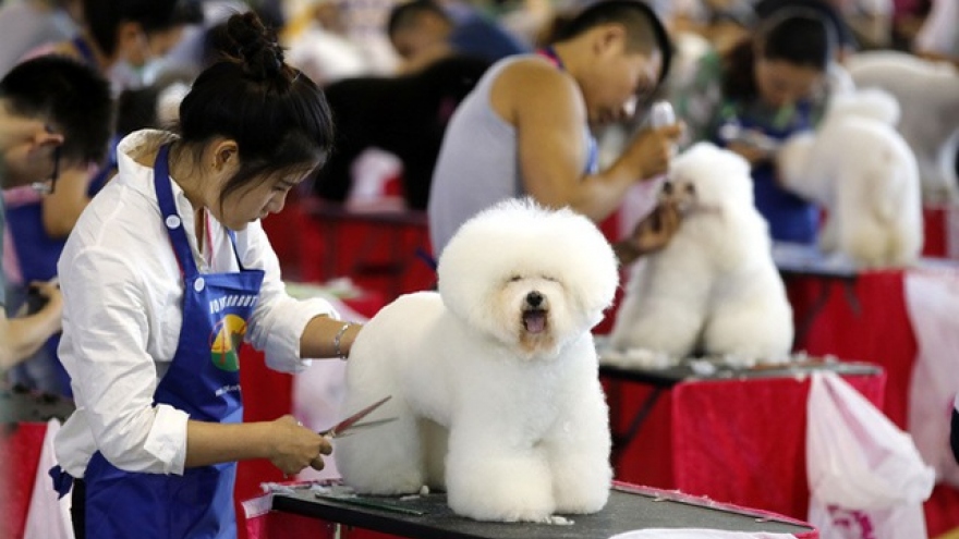 Dịch vụ chăm sóc thú cưng ở Trung Quốc bội thu vào kỳ nghỉ lễ