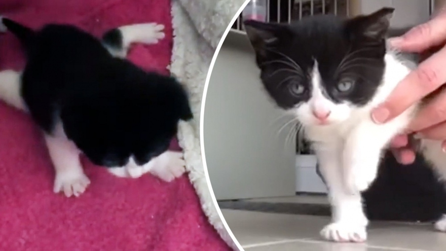 Video: Cảm động khoảnh khắc mèo con dị tật bàn chân cố gắng tập đi
