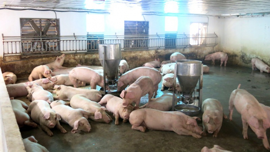 Người chăn nuôi lo lắng mầm bệnh từ “lợn chạy lũ”