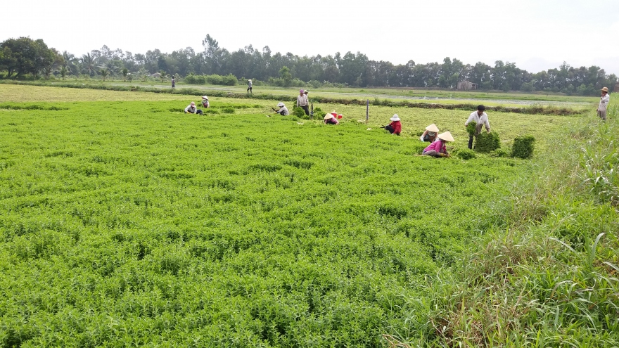 Nông dân Tiền Giang phấn khởi vì rau màu trúng giá