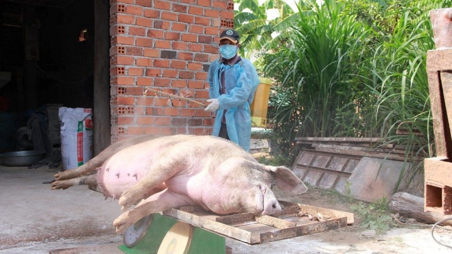 Dịch tả lợn Châu phi tái phát và diễn biến phức tạp tại Đắk Lắk